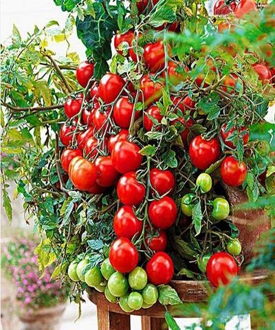 Cà chua cherry đỏ